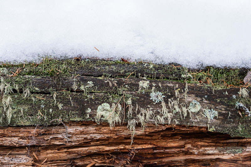 Log Layers